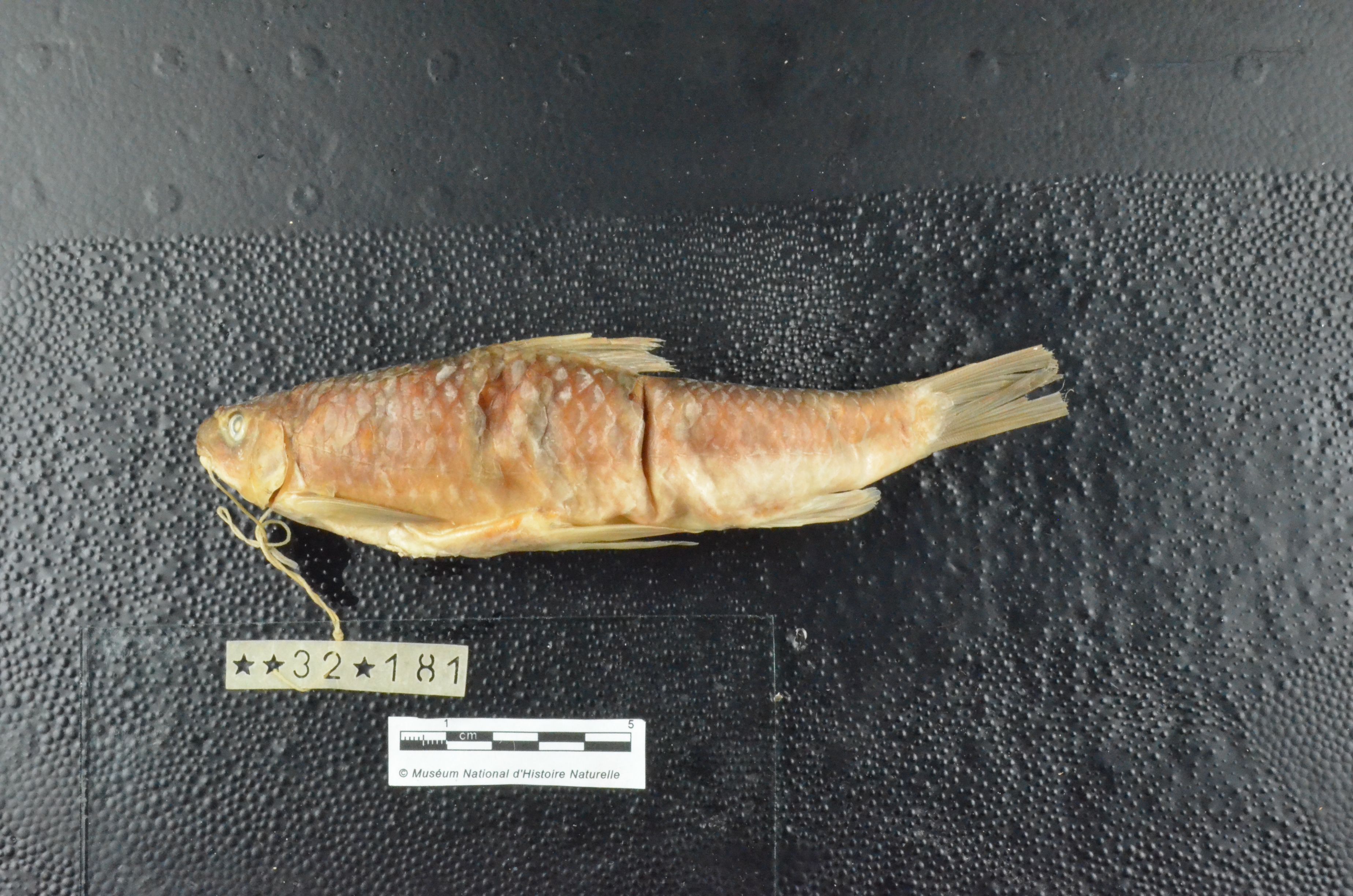 (Varicorhinus Rüppell, 1835) Род ХРАМУЛИ 37 видов